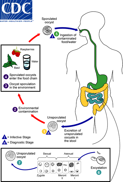 Cyclospora_Lifecycle Home
